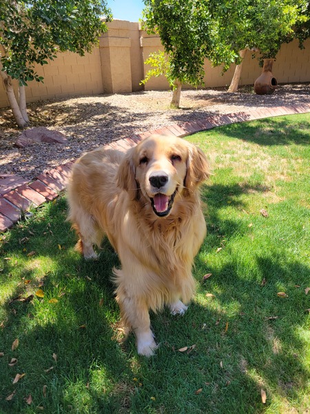 Entry image for Cooper (aka Bono). Clicking this image will show a larger photo