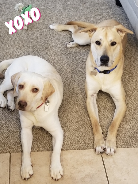 Entry image for Stella and Cabo. Clicking this image will show a larger photo