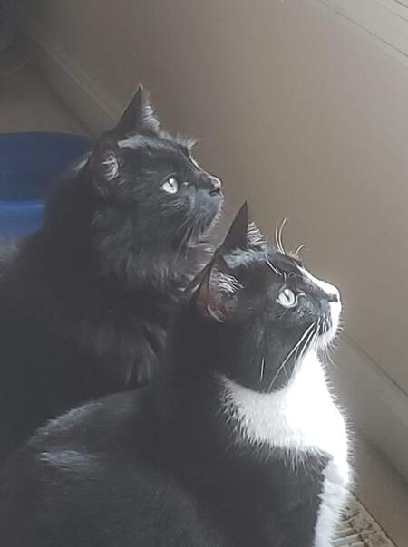 Smudge and his sister Umbra