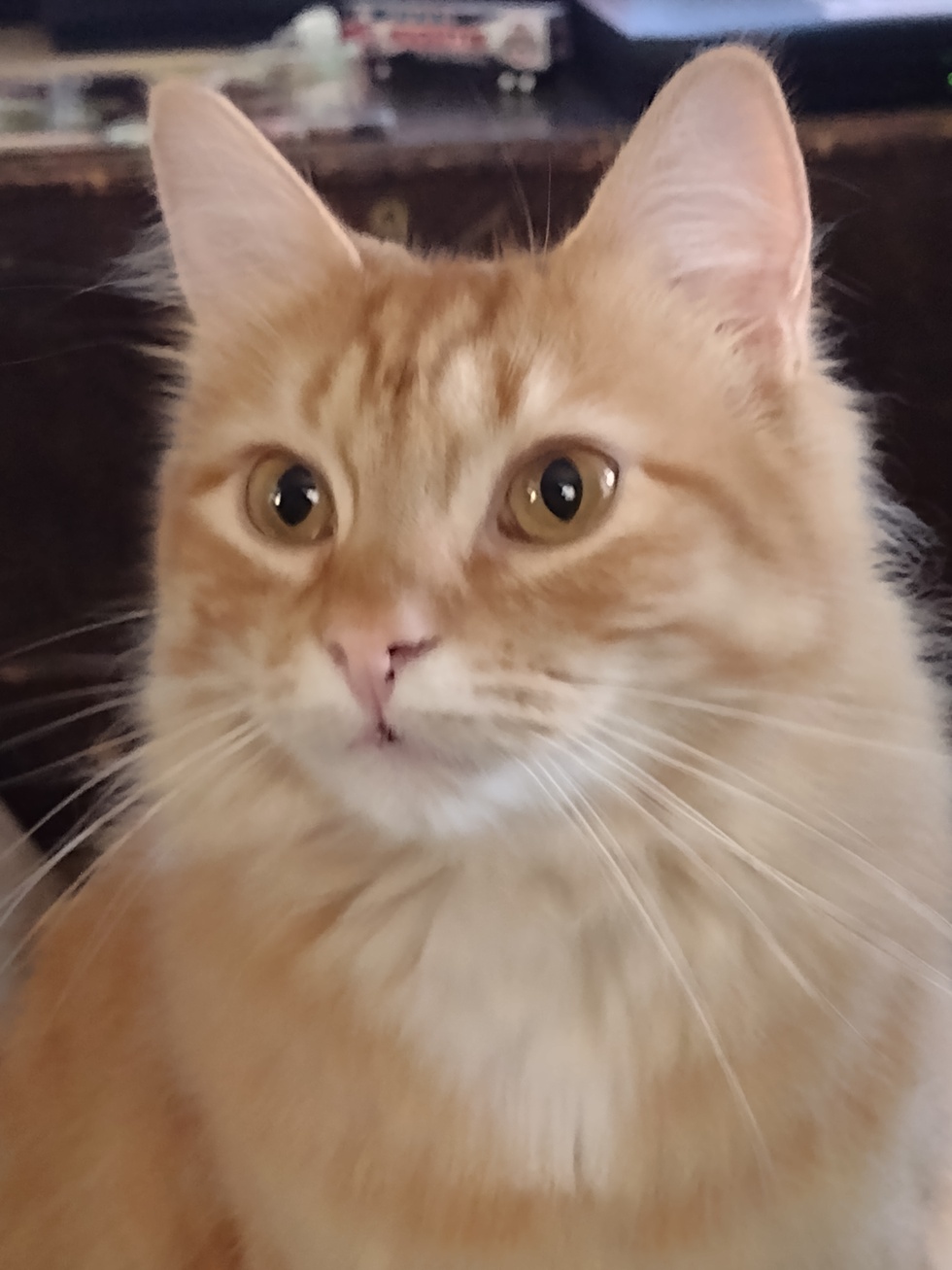 Vote For Lexi 2023 ECMCR Calendar Contest vote-for-lexi-2023-ecmcr-calendar-contest