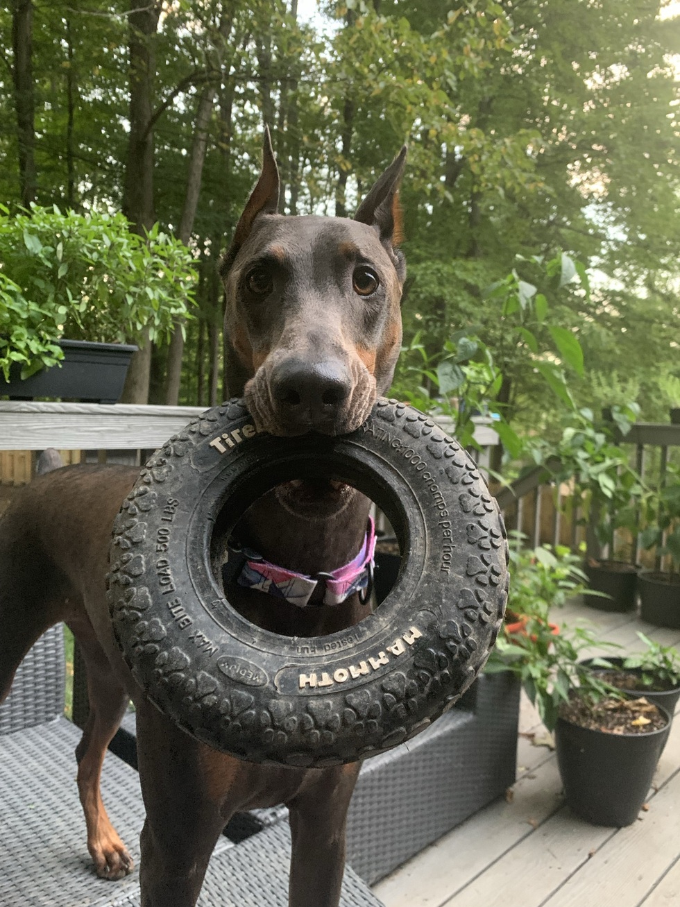 Vote for Stella Annual Coldwell Banker Developac Realty Pet Photo Contest