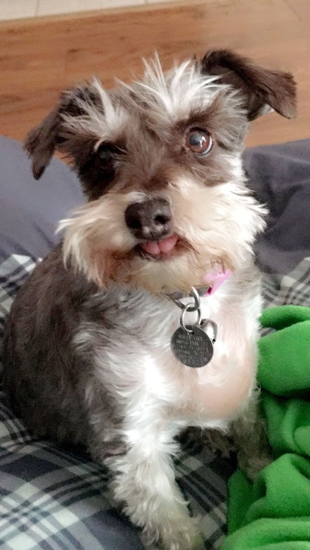 Harley 