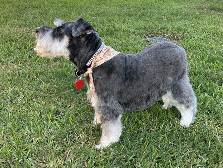 ZALA