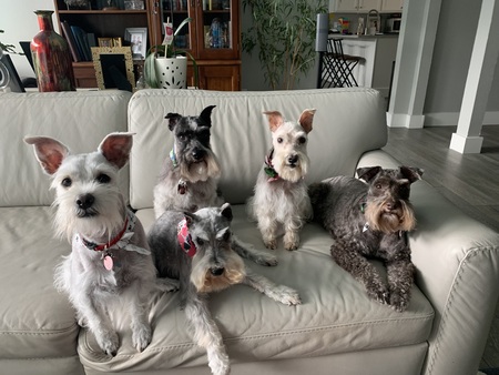 Rudy, Zack, Daisy, Charlie, and Molly 