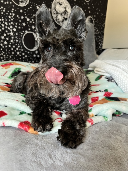 Bella