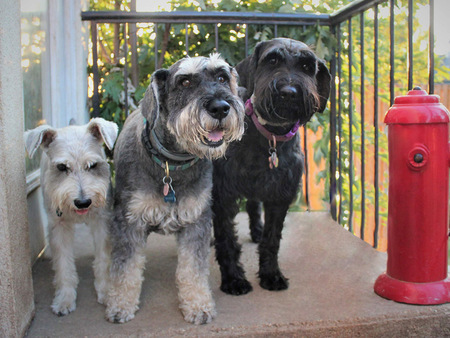 Jack , Niles and Lily (Jack and Niles are MSRH rescues)