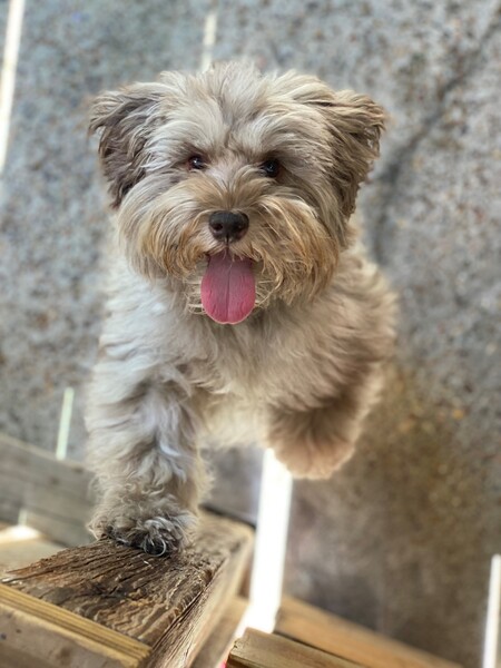 Toby