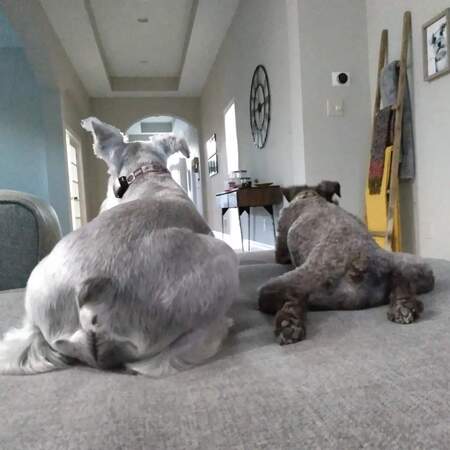 Cooper and Choco (former Ryder)