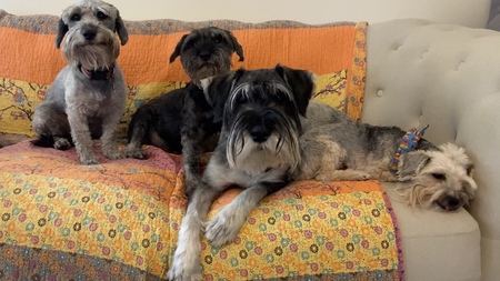 Harley Millie Dallas Macie