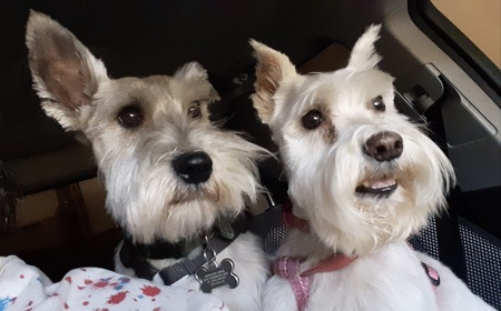 Dewey & L.C.