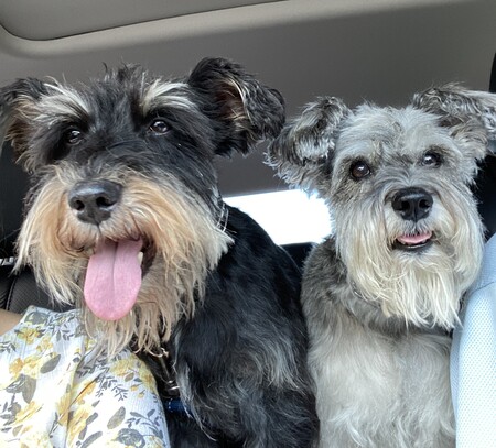 Scruffy and Ginger