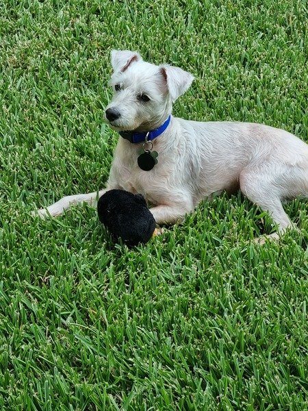 Buddy