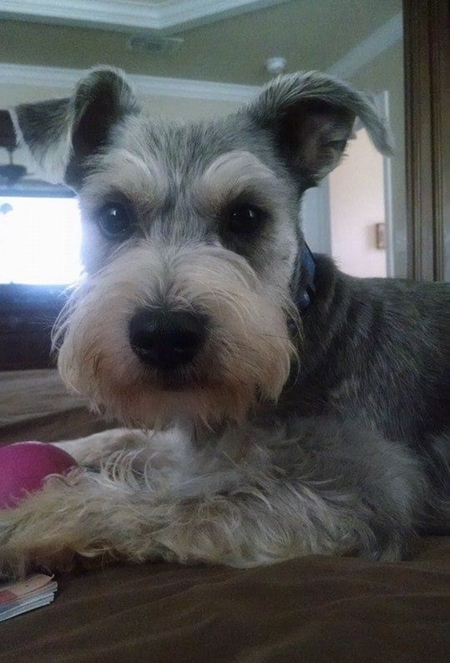 Alpo