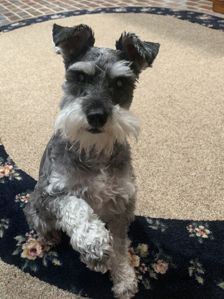 Buddy Ryder