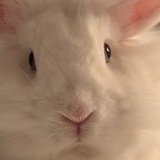 Entry image for Tribble