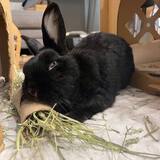 Entry image for KLAUS ANGEL