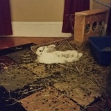 Entry image for Renji