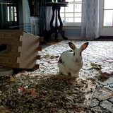 Entry image for Dolly