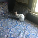 Entry image for Willowbee