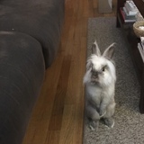 Entry image for Alfie Doodle 