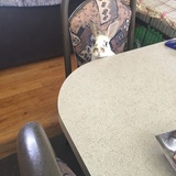 Entry image for Willowbee 