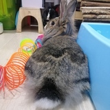 Entry image for Nessie