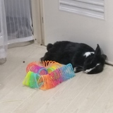 Entry image for Polly