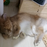 Entry image for MrBraun 