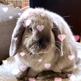 Entry image for Mr Elvis Parsley 