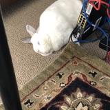 Entry image for Cream Puff