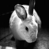 Entry image for Nimmie