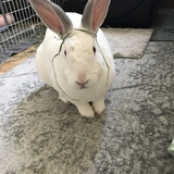 Entry image for Nimmie