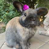 Entry image for Henry