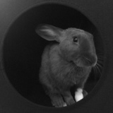 Entry image for Lobo