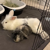 Entry image for Bucky and Lily