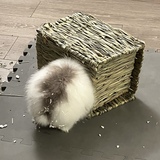 Entry image for Thor 