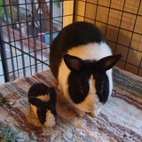 Entry image for Stevie Bunder