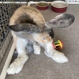 Entry image for Bungee