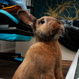 Entry image for Peach