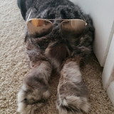 Entry image for Stormy AKA Cheese