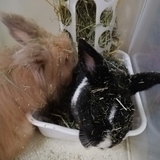 Entry image for Angora and Polly