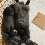 Entry image for Hairy and Kombucha