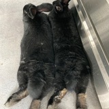 Entry image for Hairy and Kombucha