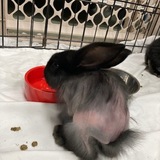 Entry image for Hairy