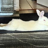 Entry image for BunBun 