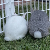 Entry image for Edward and Bella