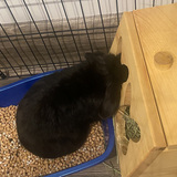 Entry image for Midnight