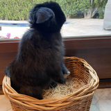 Entry image for Midnight