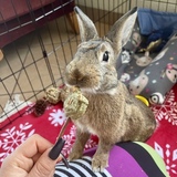 Entry image for Ruby 