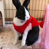 Entry image for Luna 